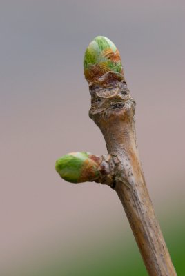 Ginkgo biloba - jinan dvoulaločný - pupen